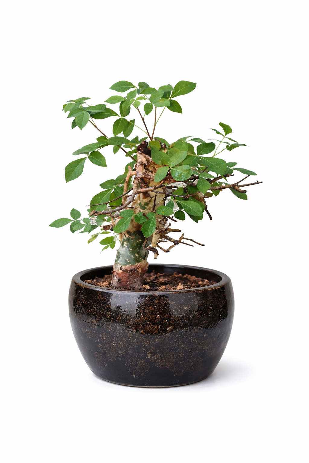 Commiphora holtziana small bonsai with green leaves in black ceramic pot
