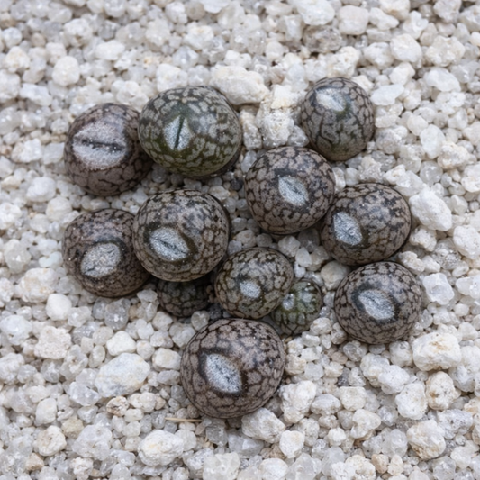 Conophytum comptonii 10 SEEDS
