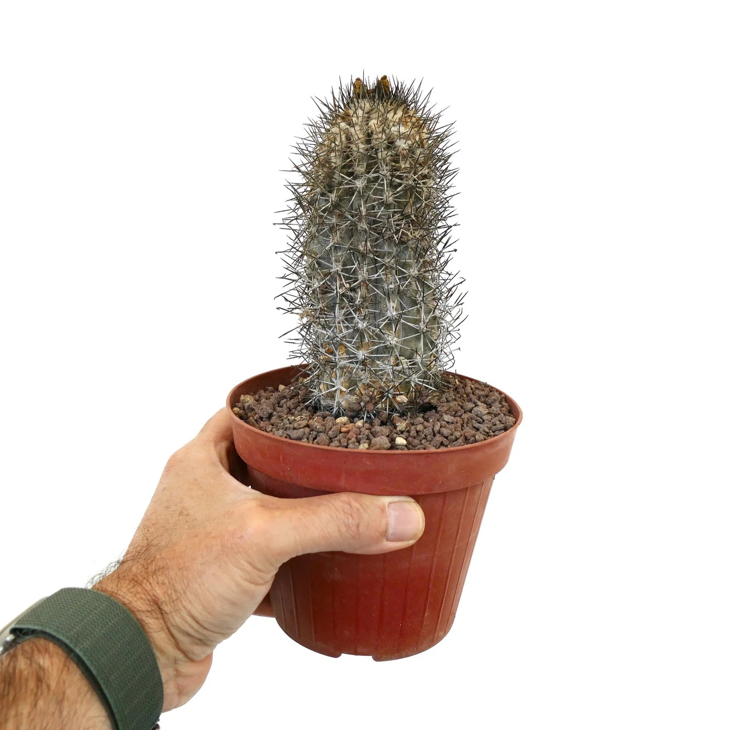 Copiapoa affinis humilis small rare cactus with dense spines in brown plastic pot held by hand