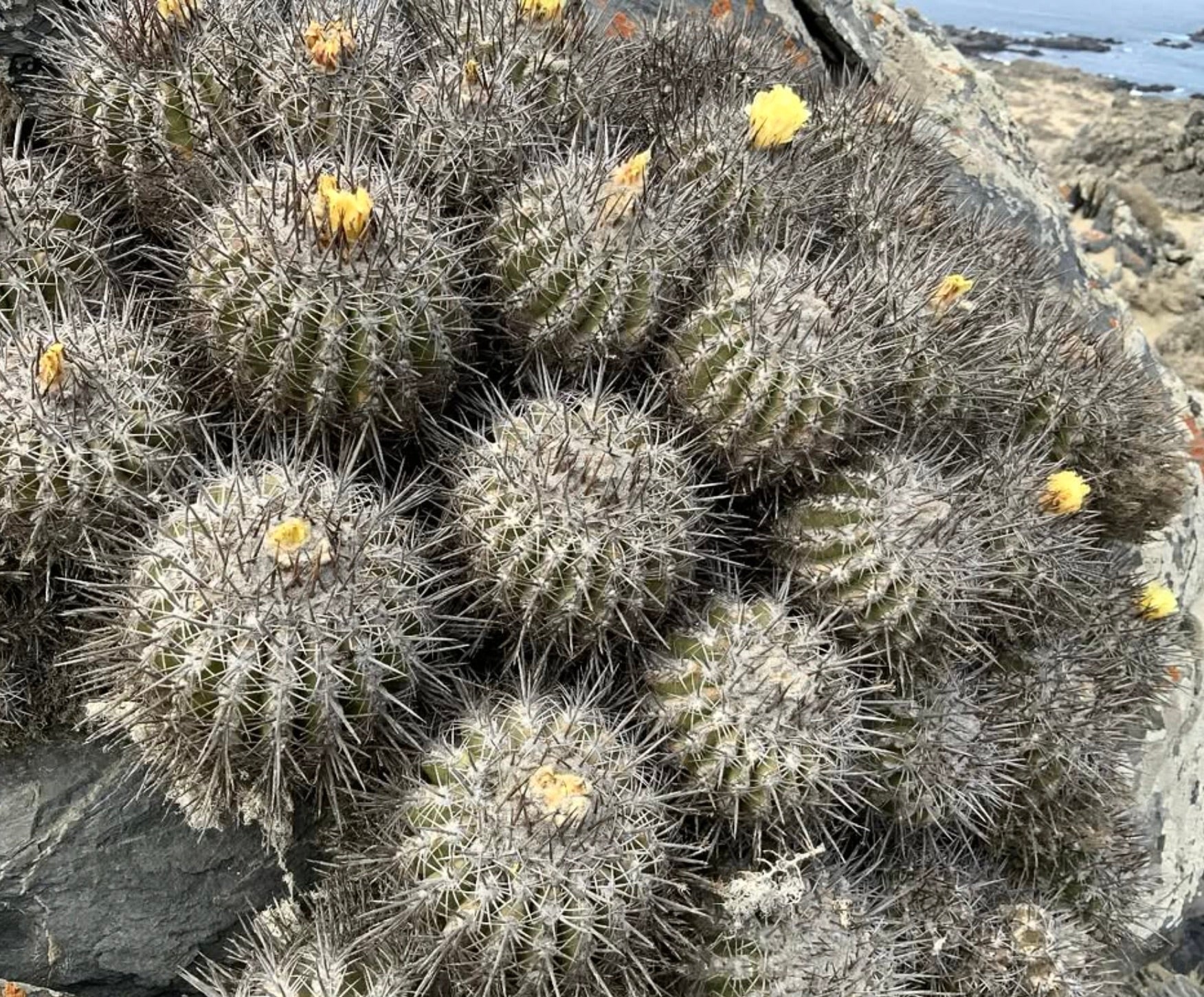 Copiapoa baderi cluster of rare spiny cactus with small yellow flowers on rocky terrain