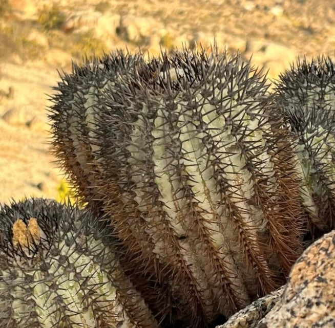 Copiapoa calderana var. magnifica rare spiny succulent cactus with ribbed structure in desert environment