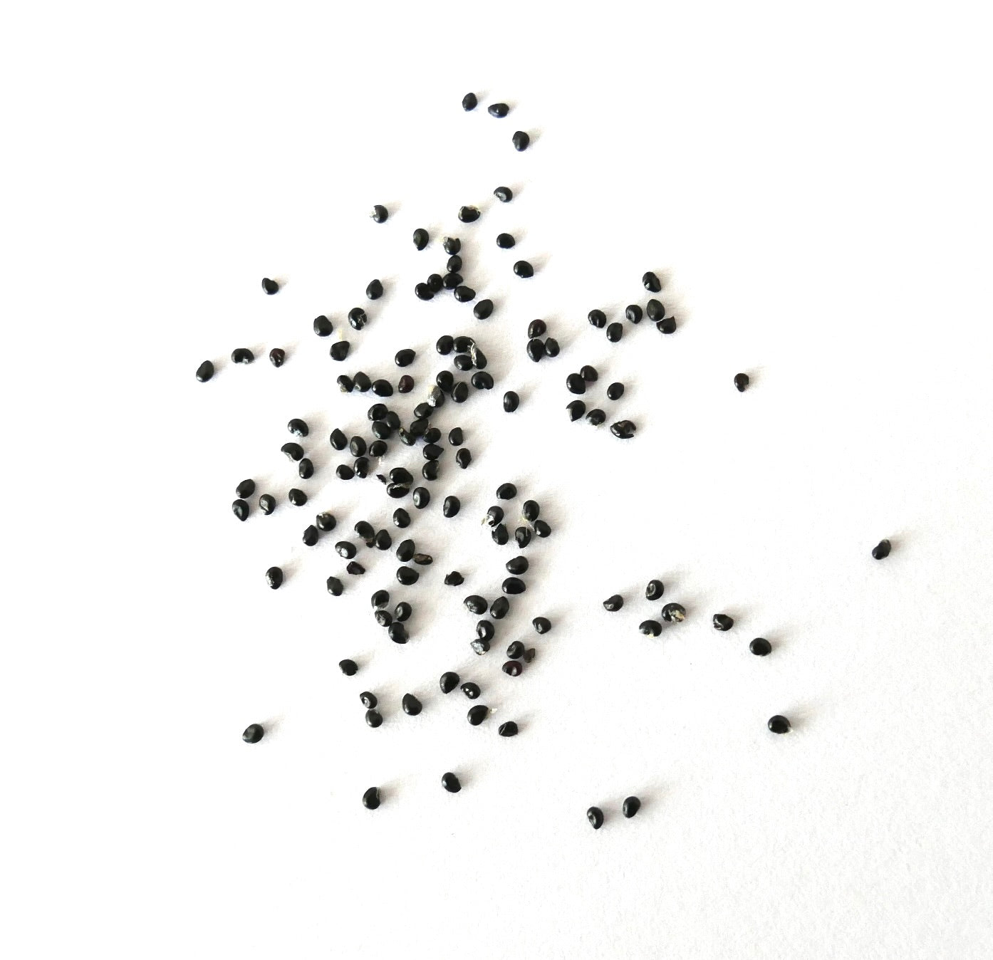 Copiapoa calderana var. magnifica small black cactus seeds scattered on white background