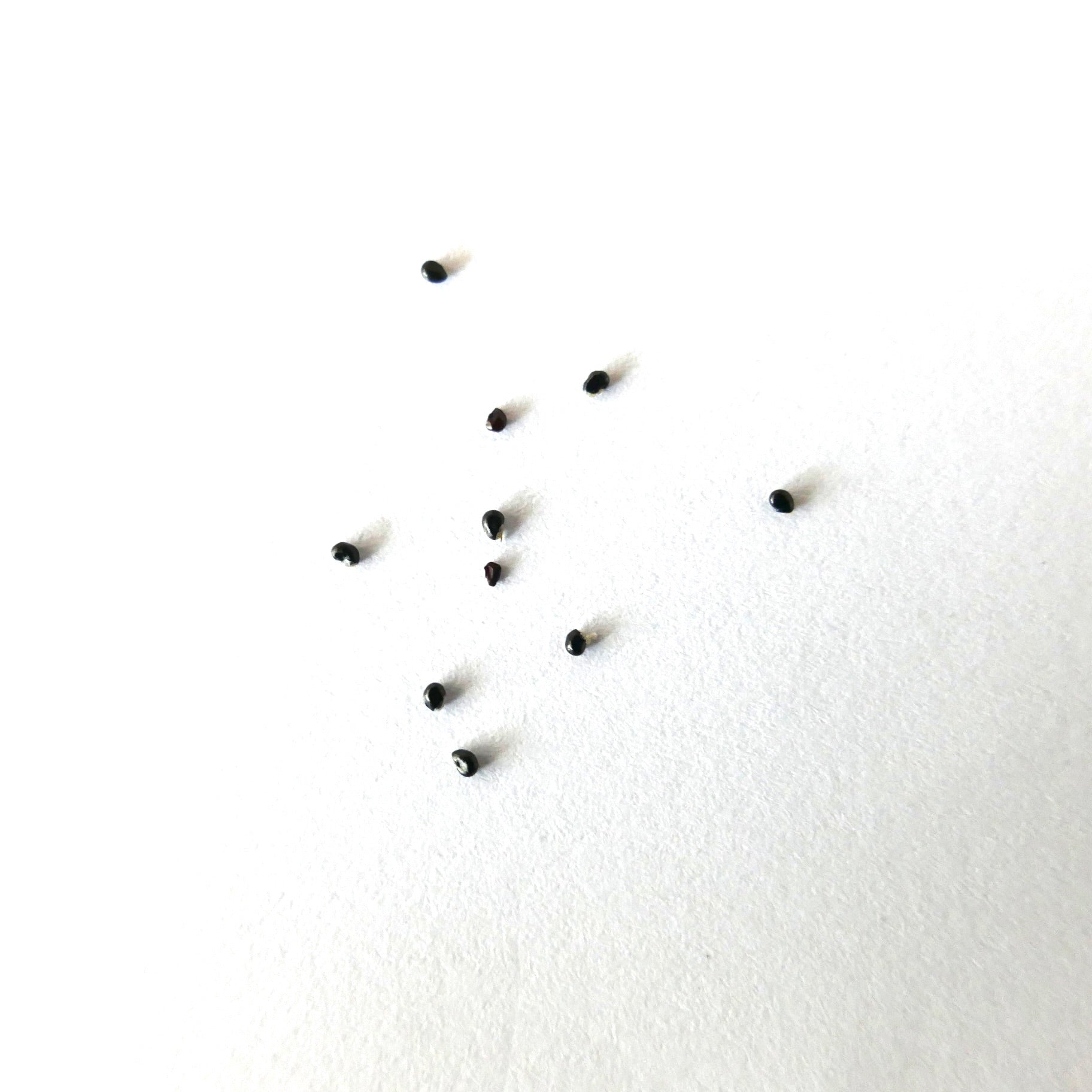 Copiapoa calderana var. magnifica small black cactus seeds on white background
