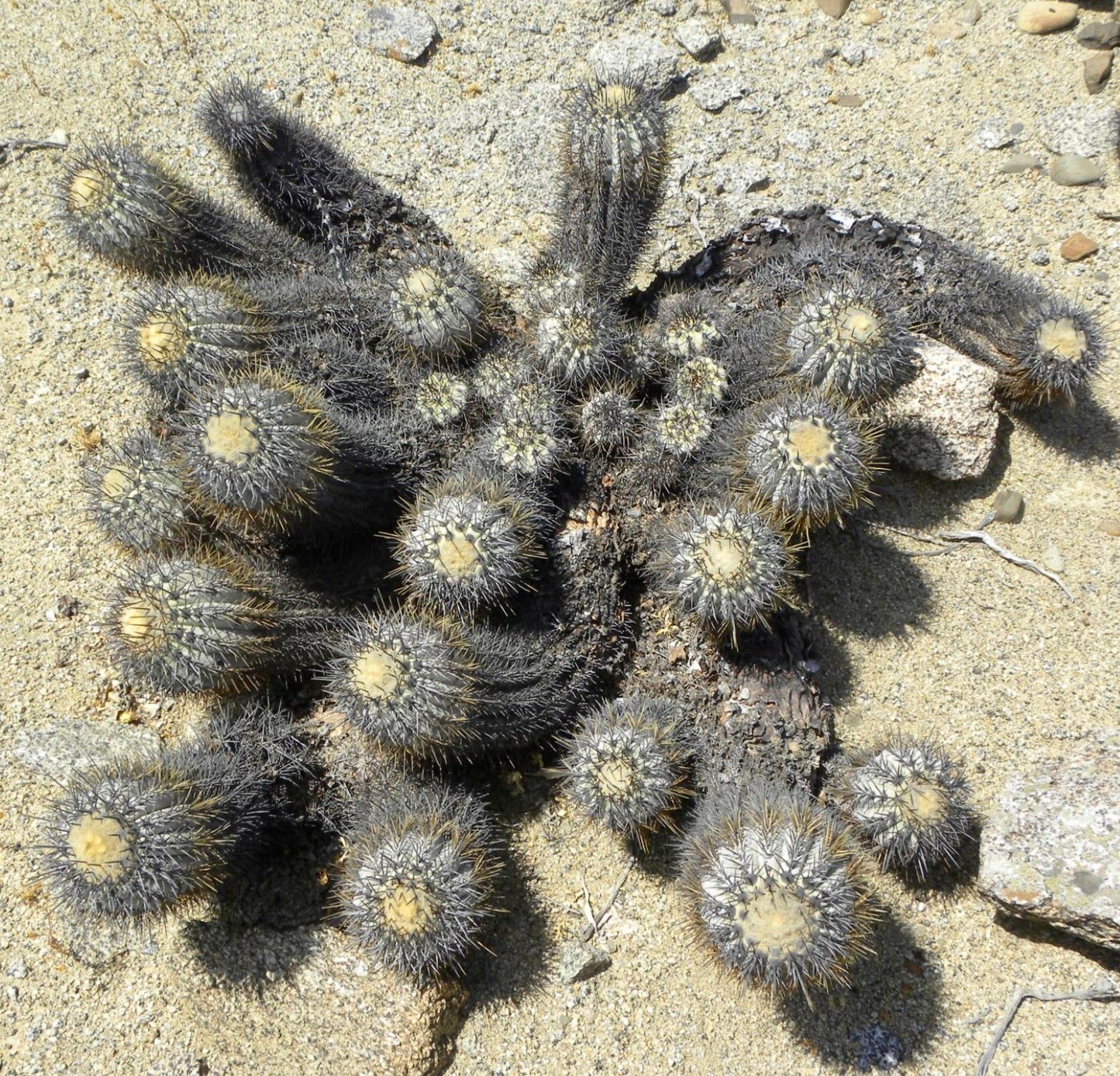 Copiapoa calderana var. spinosior raro cactus spinato con fusti cilindrici raggruppati su terreno sabbioso