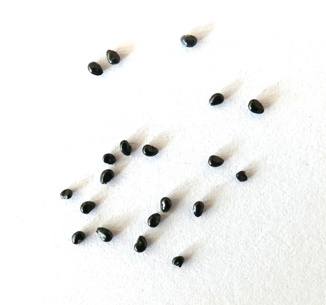 Semi di piccoli cactus neri Copiapoa cinerea sparsi su sfondo bianco