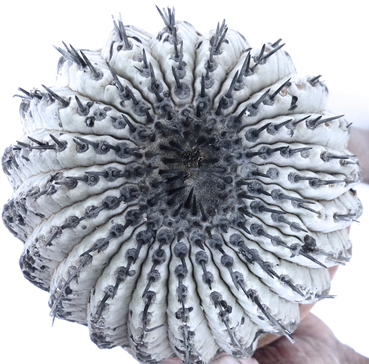 Copiapoa cinerea raro cactus succulento con corpo bianco costolato e spine scure tenuto in mano