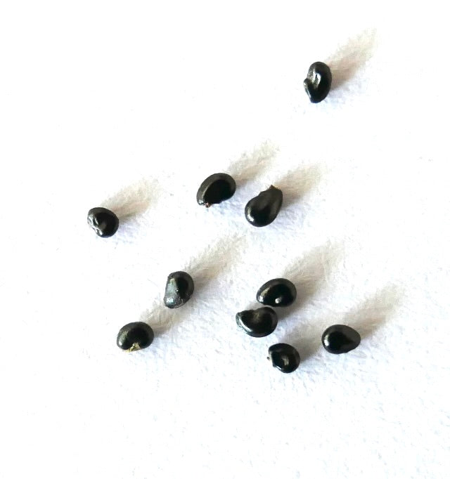 Semi di cactus Copiapoa cinerea black su sfondo bianco, primo piano