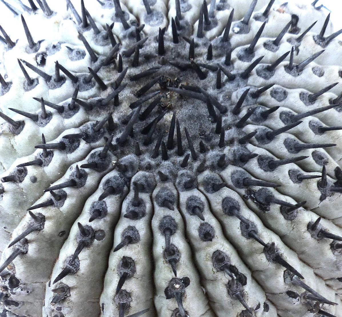 Copiapoa cinerea, cactus succulento con fitti aculei neri e corpo grigio con coste, primo piano