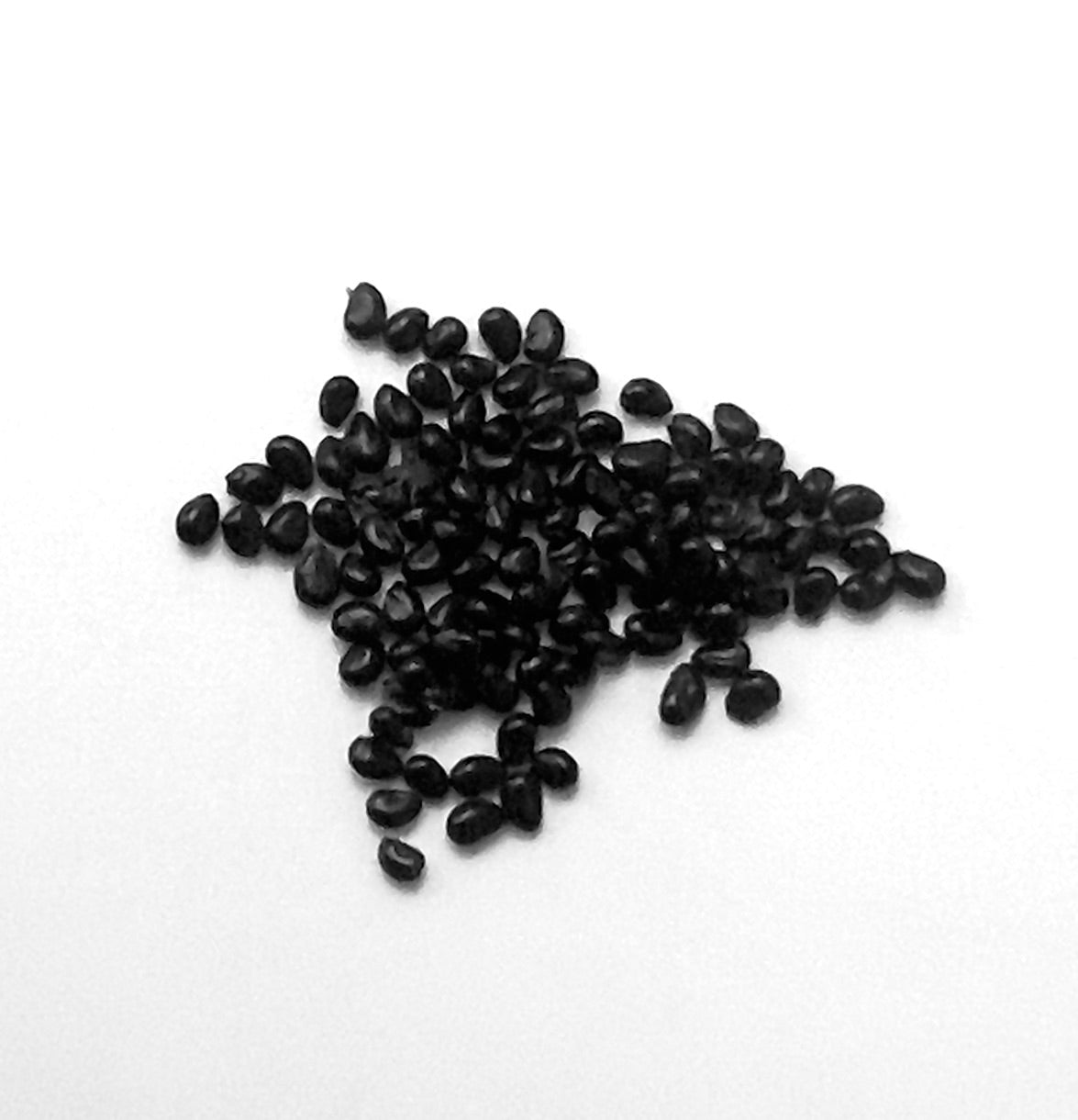 Semi di cactus Copiapoa cinerea per la propagazione di piante grasse