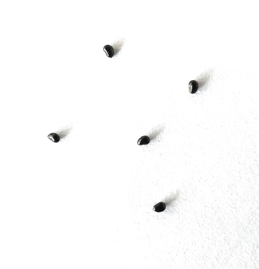 Copiapoa columna-alba cactus seeds scattered on white background