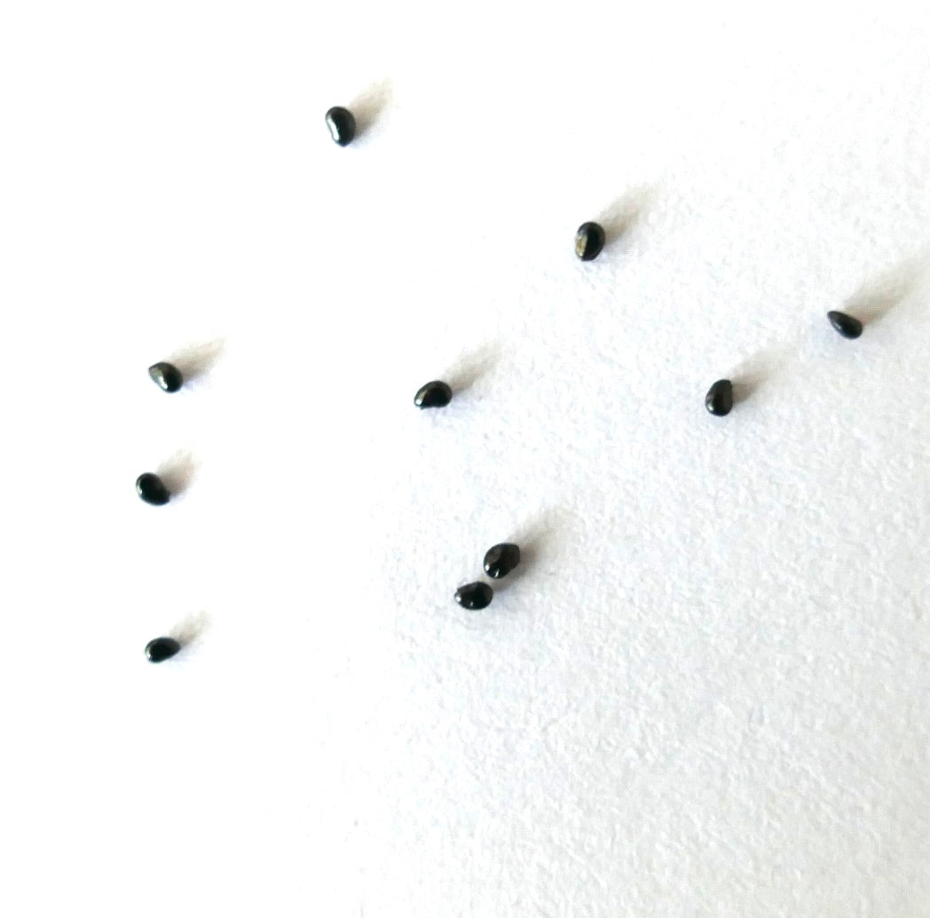 Copiapoa columna-alba cactus seeds scattered on white background