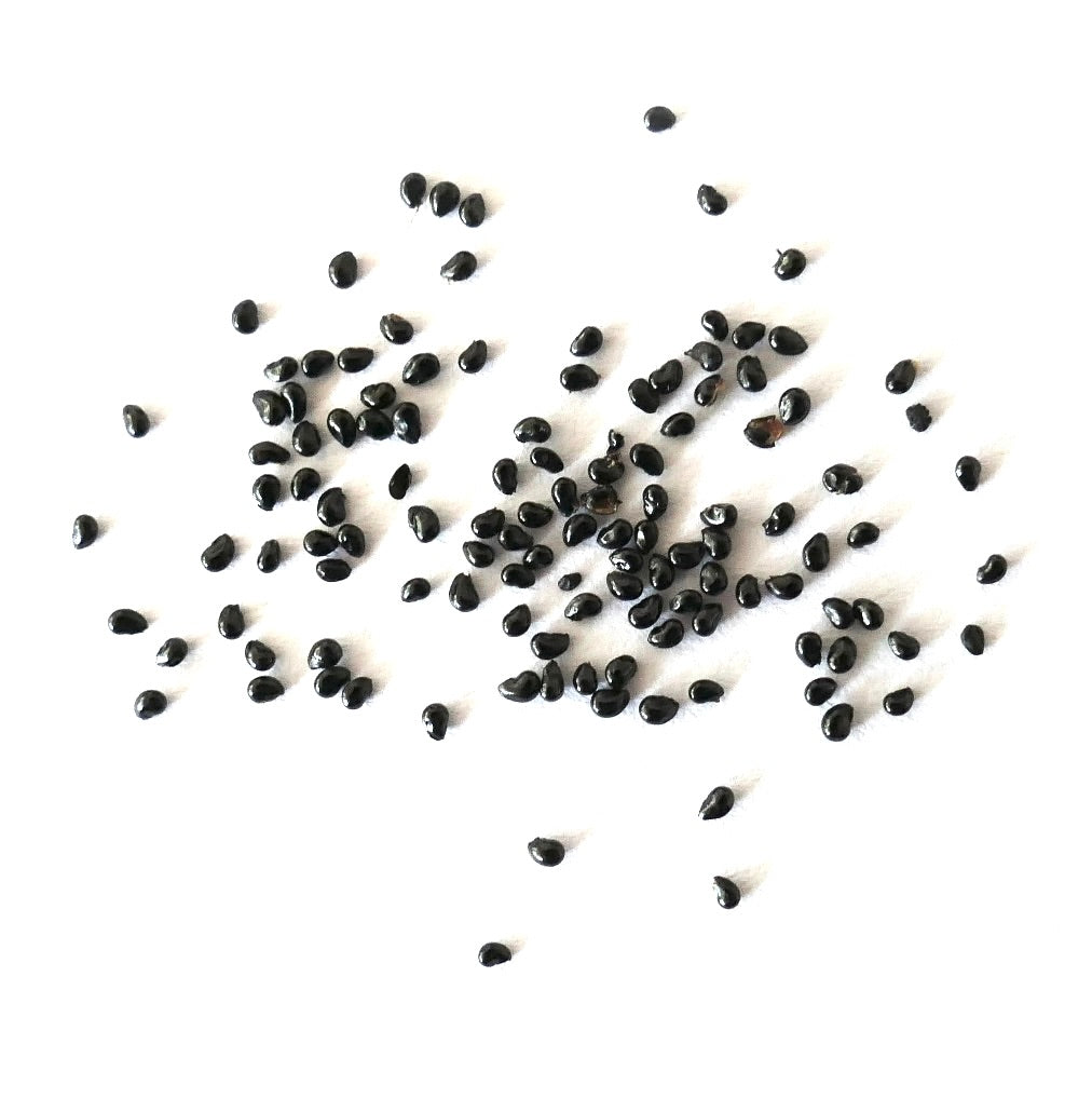 Copiapoa columna-alba cactus seeds scattered on white background