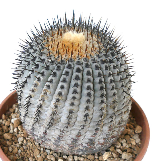 Copiapoa columna-alba cactus rotondo con spine nere dense e corona lanuginosa in vaso