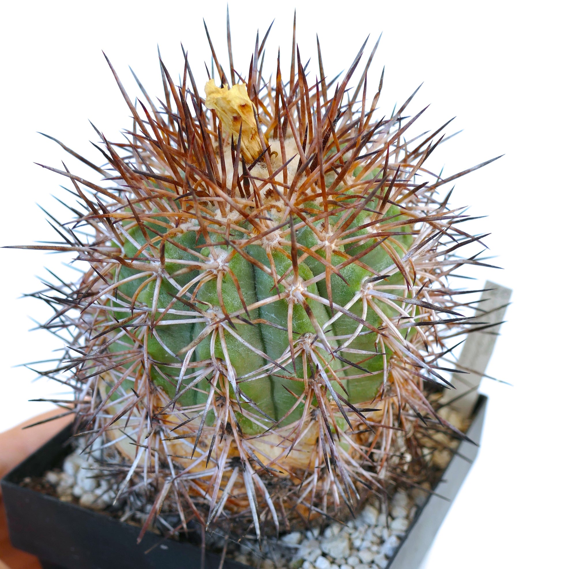 Copiapoa coquimbana var. domeykoensis rare cactus with dense brown spines in small pot