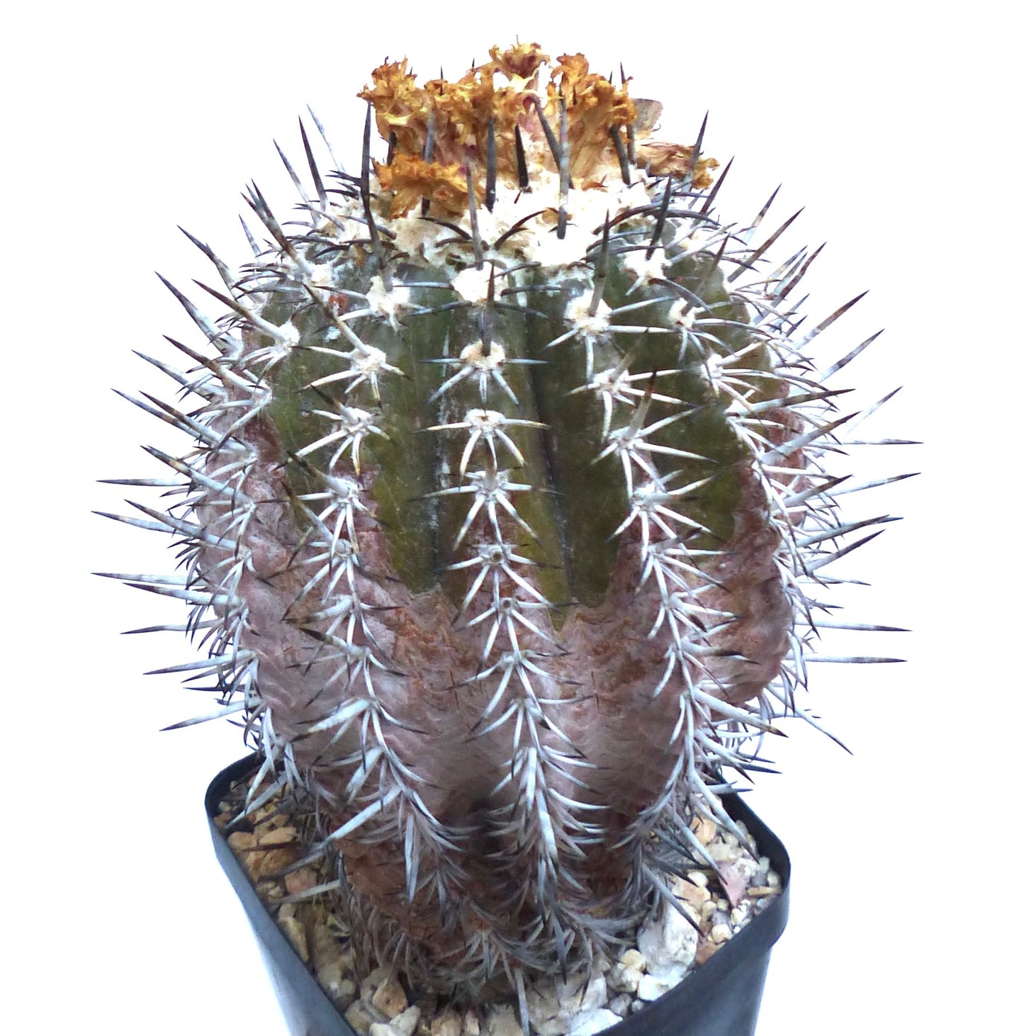 Copiapoa cupreata raro cactus succulento con spine dense e corona di fiori secchi in vaso