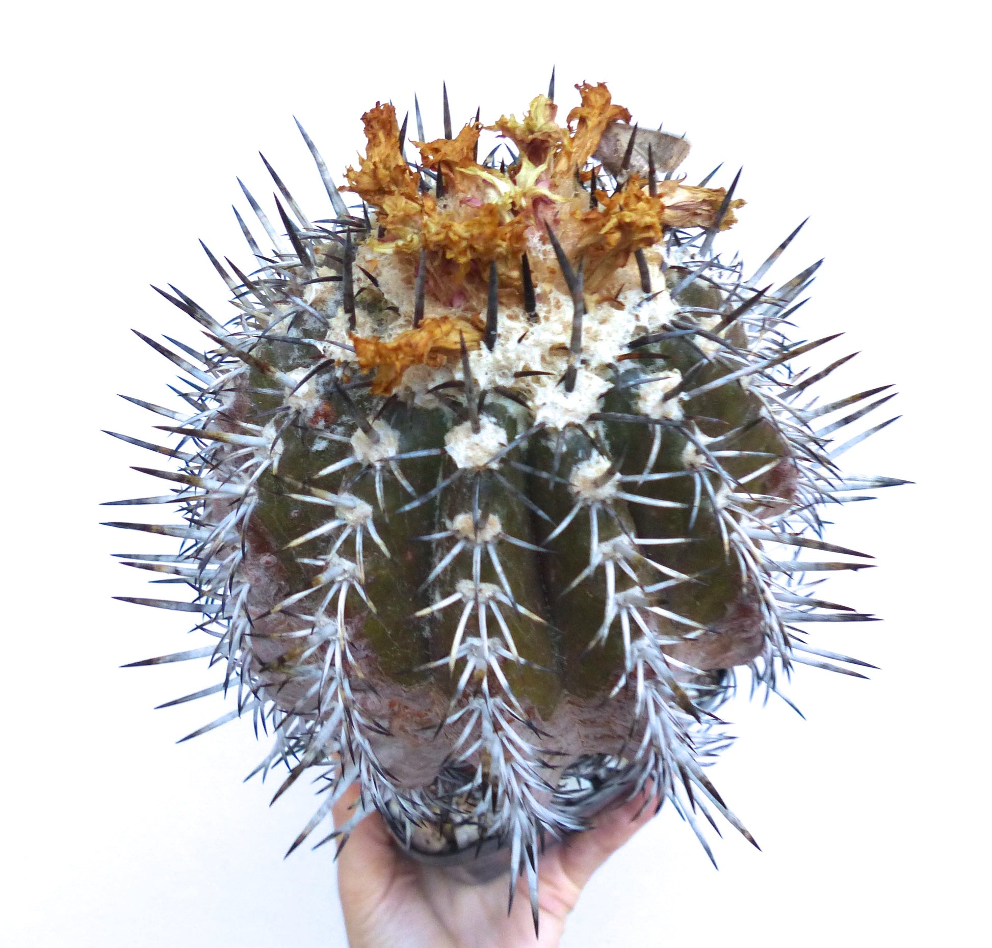 Copiapoa cupreata raro cactus con spine fitte e appuntite e residui di fiori secchi
