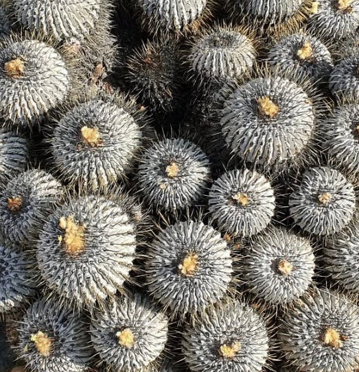 Copiapoa dealbata var. carrizalensis rare gray succulent cactus with dense spines and woolly centers