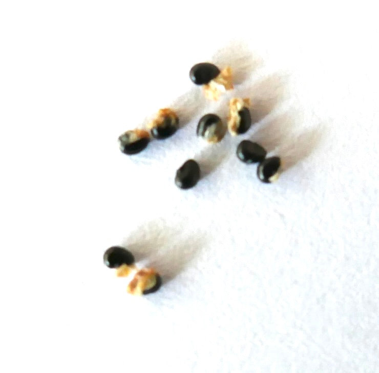 Copiapoa dealbata var. carrizalensis rare cactus seeds on white background