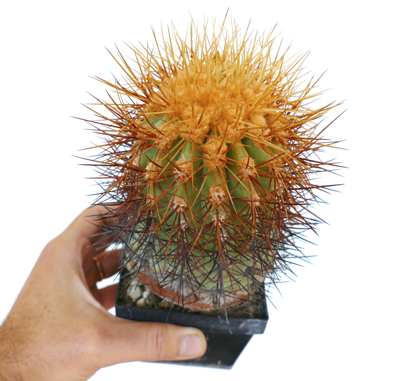 Copiapoa eremophila cactus with dense golden and dark spines in small black pot held by hand