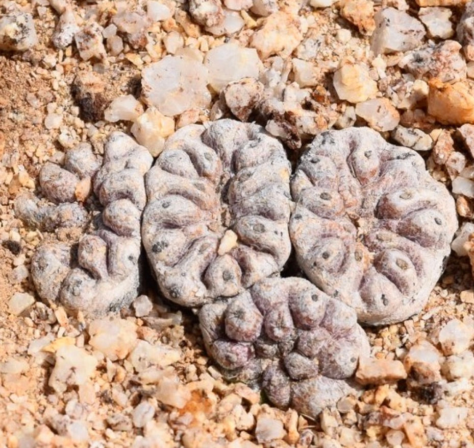 Copiapoa esmeraldana rare succulent cactus with rounded, segmented grayish stems on rocky soil