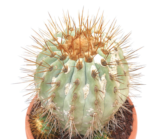 Copiapoa gigantea rare cactus with green ribbed body and long brown spines in terracotta pot