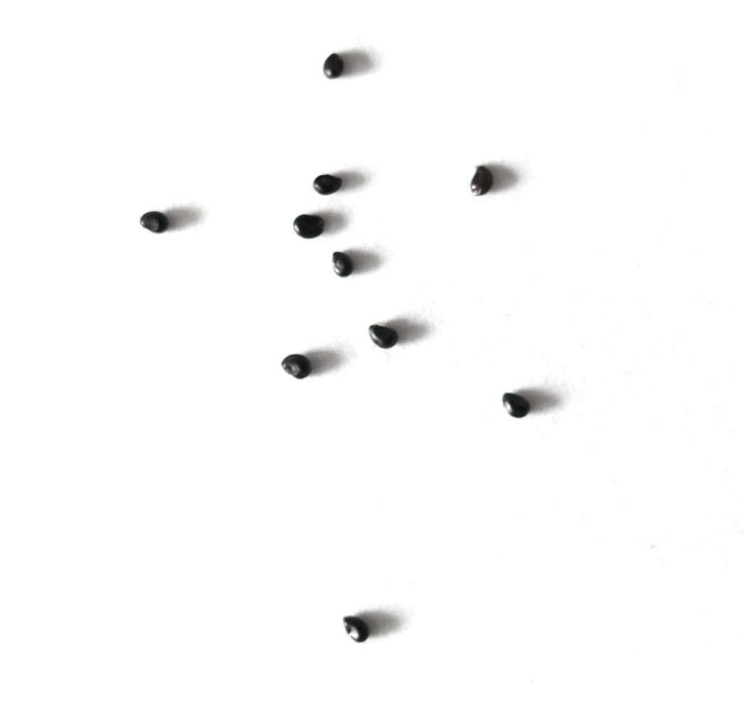 Copiapoa gigantea small black cactus seeds scattered on white background