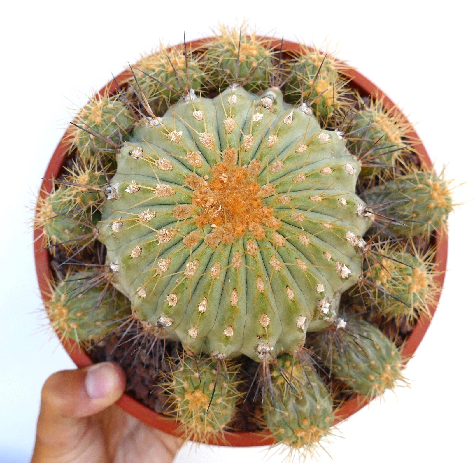 Copiapoa gigantea rare succulent cactus with spines in terracotta pot held by hand