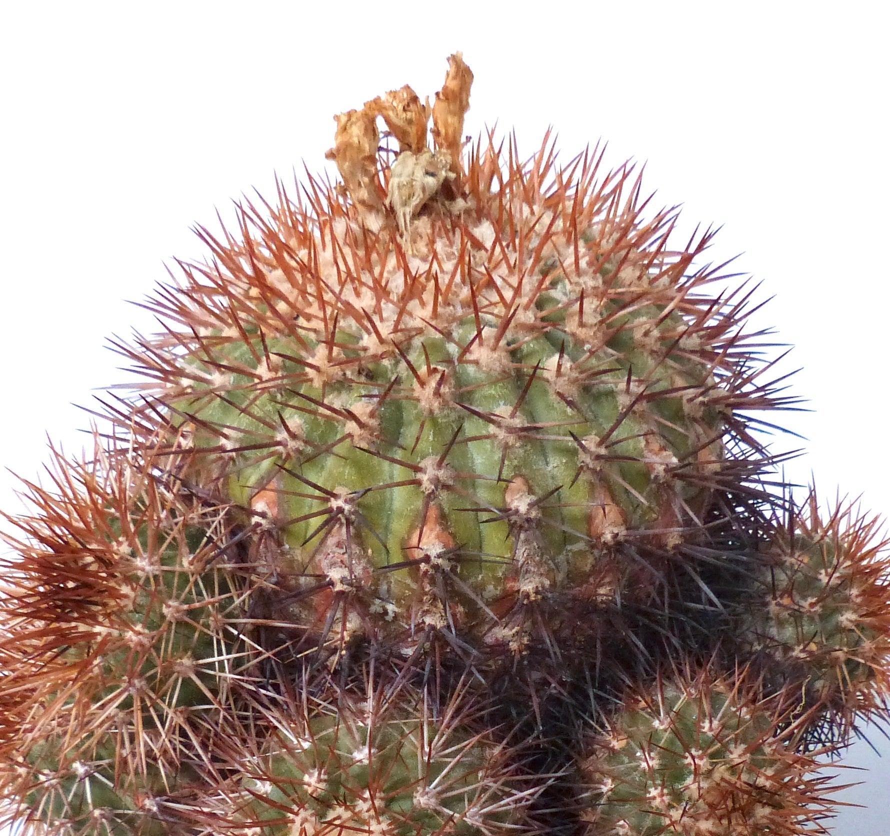 Copiapoa goldii rare cactus with dense reddish spines and rounded green stem clusters