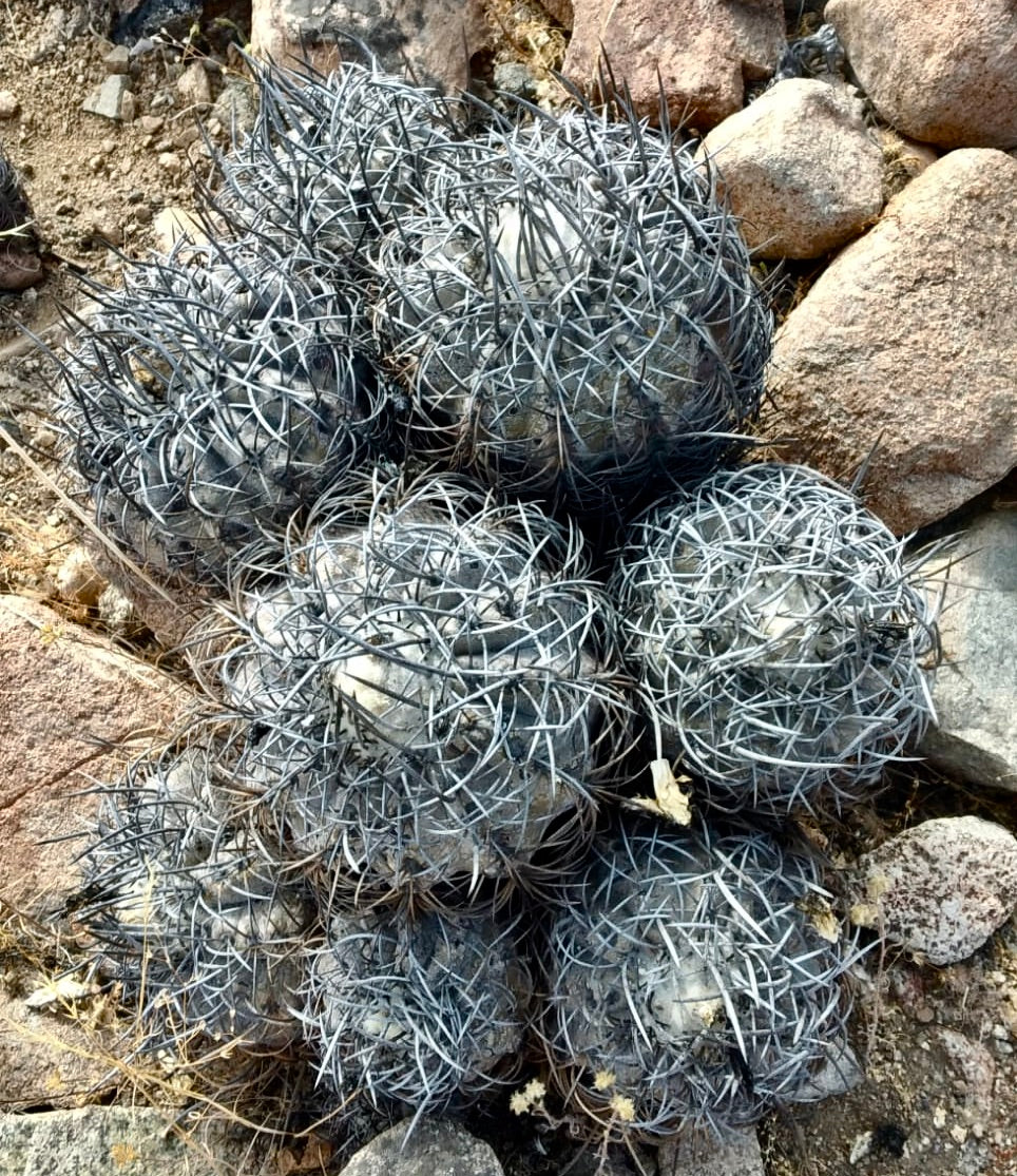 Copiapoa griseoviolacea rare succulent cactus with dense gray spines on rocky soil
