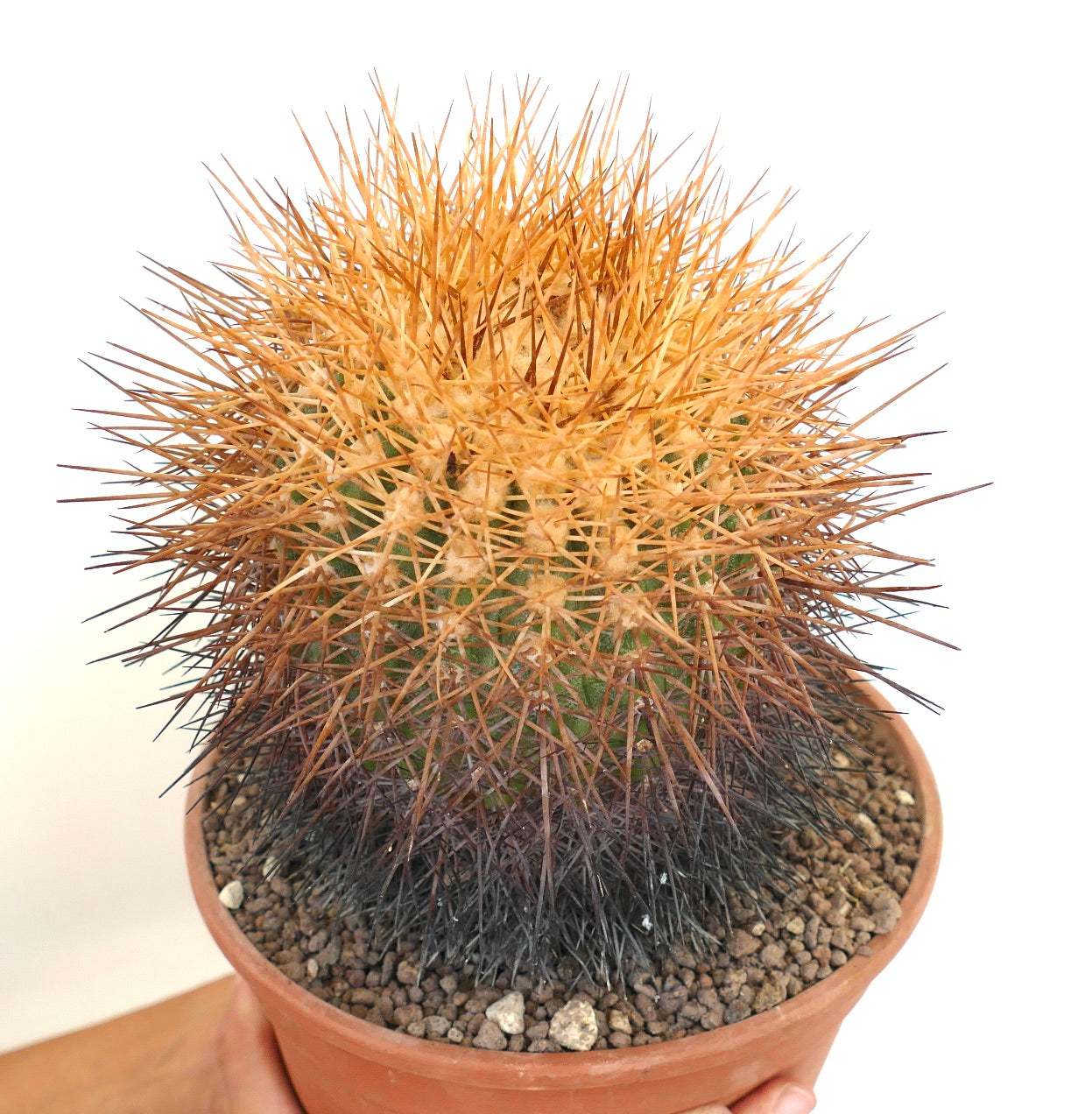Copiapoa hornilloensis cactus with dense orange and black spines in terracotta pot