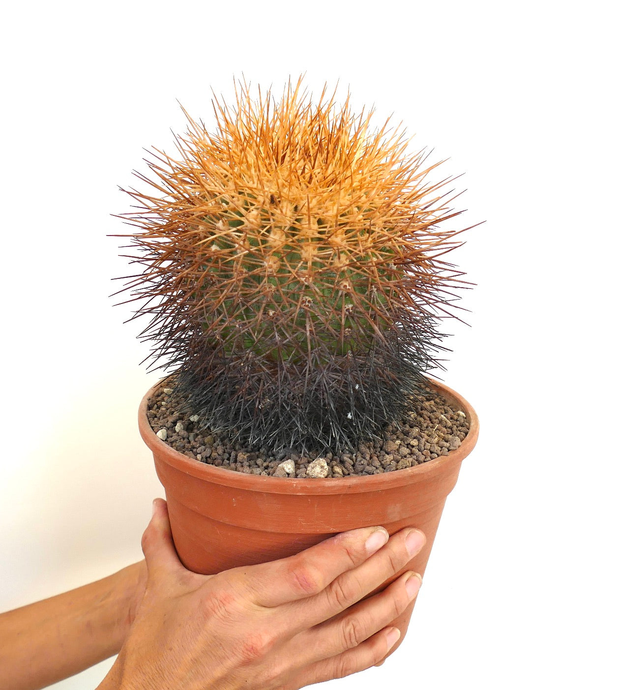 Copiapoa hornilloensis rare cactus with dense orange and black spines in terracotta pot