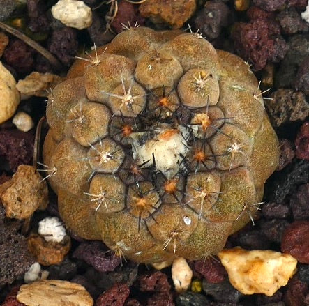 Copiapoa hypogaea X hypogaea cv LIZARD SKIN raro cactus succulento con corpo marrone strutturato e spine corte