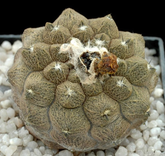 Copiapoa hypogaea cv LIZARD SKIN raro cactus succulento con texture, con areole lanose e spine