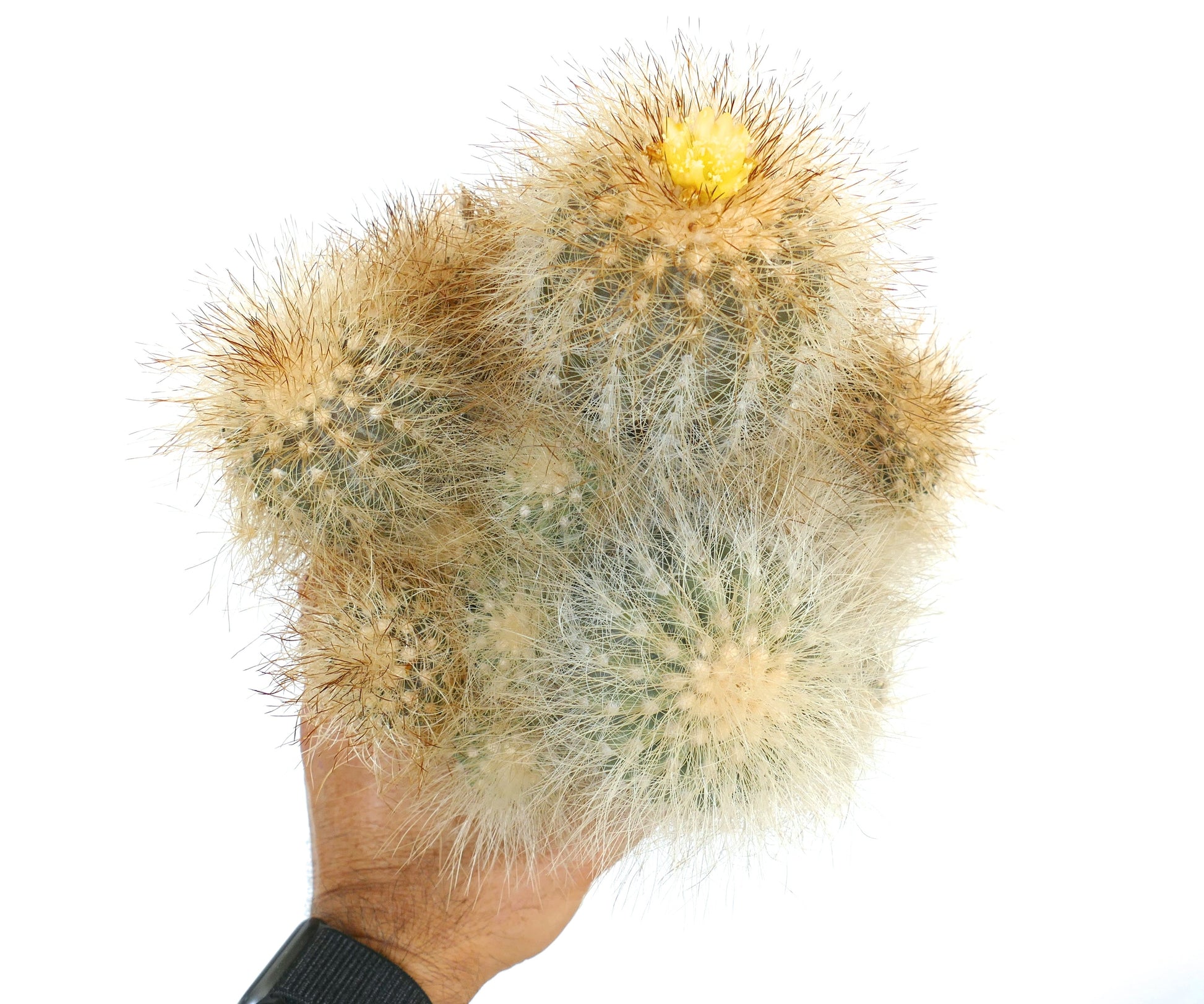 Copiapoa krainziana var. scopulina rare spiny cactus with yellow flower held in hand