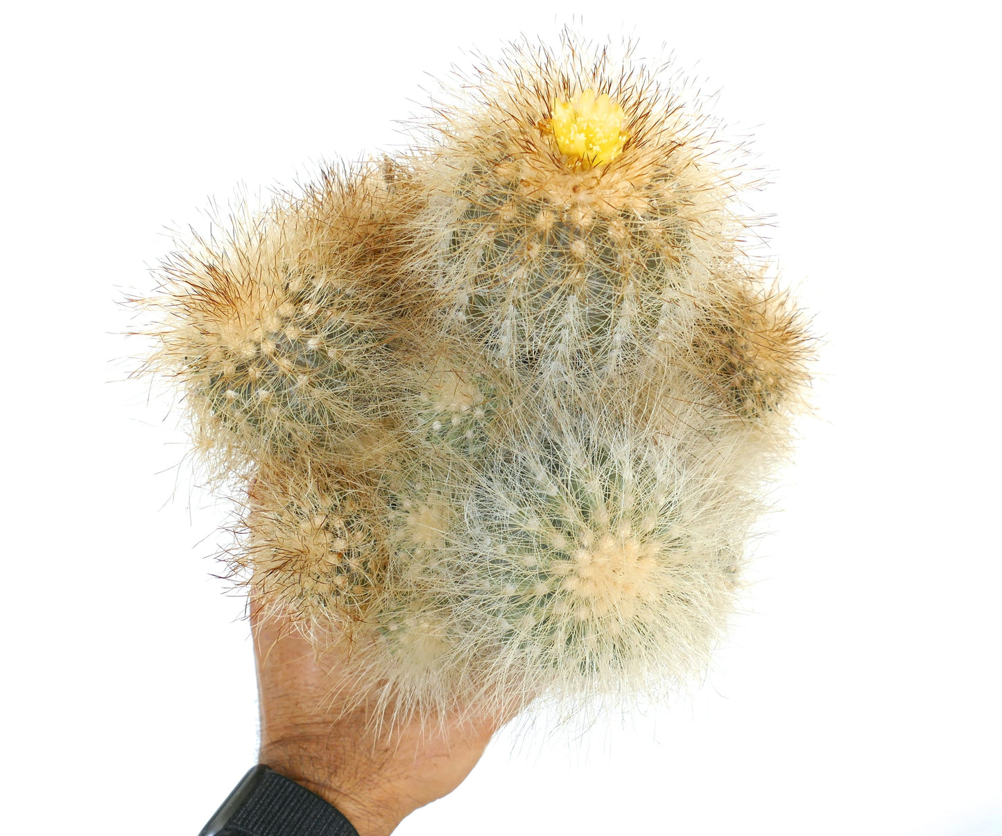 Copiapoa krainziana var. scopulina rare cactus with dense white spines and yellow flower bloom