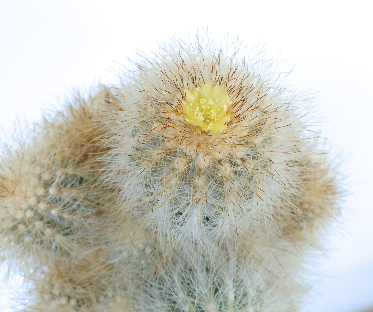 Copiapoa krainziana var. scopulina rare cactus with dense white spines and small yellow flower