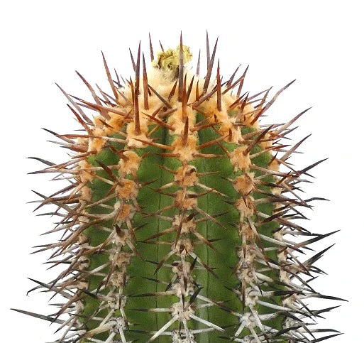 Copiapoa marginata cactus with dense brown and white spines on green stem