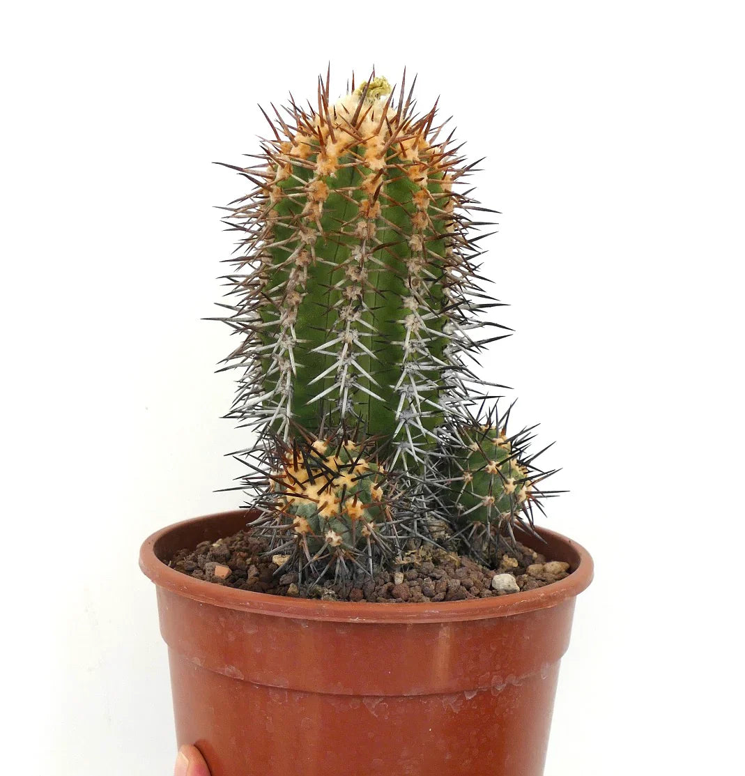 Copiapoa marginata green cactus with dense sharp brown and white spines in brown pot