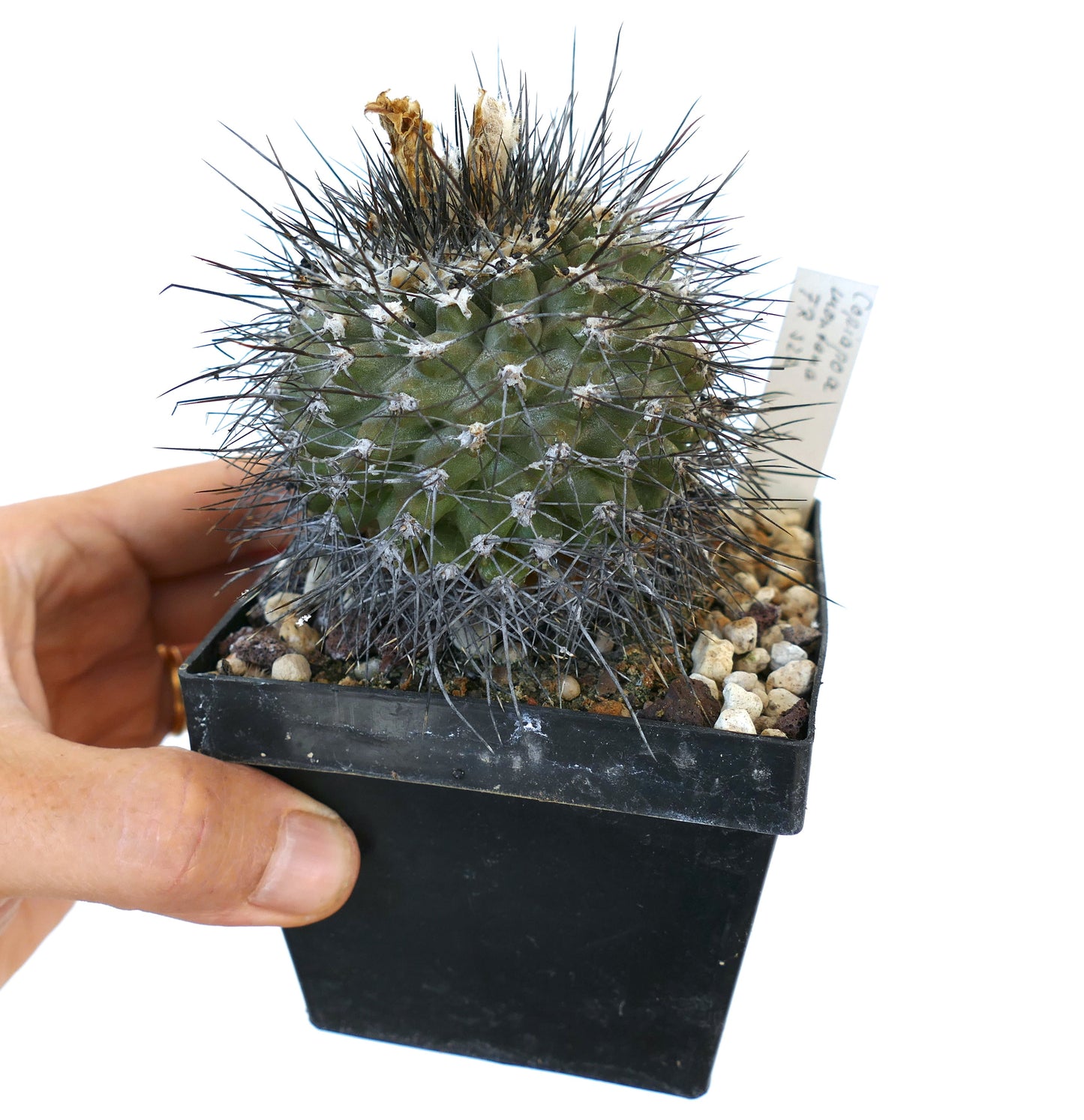 Copiapoa montana small spiny succulent cactus in black plastic pot with label