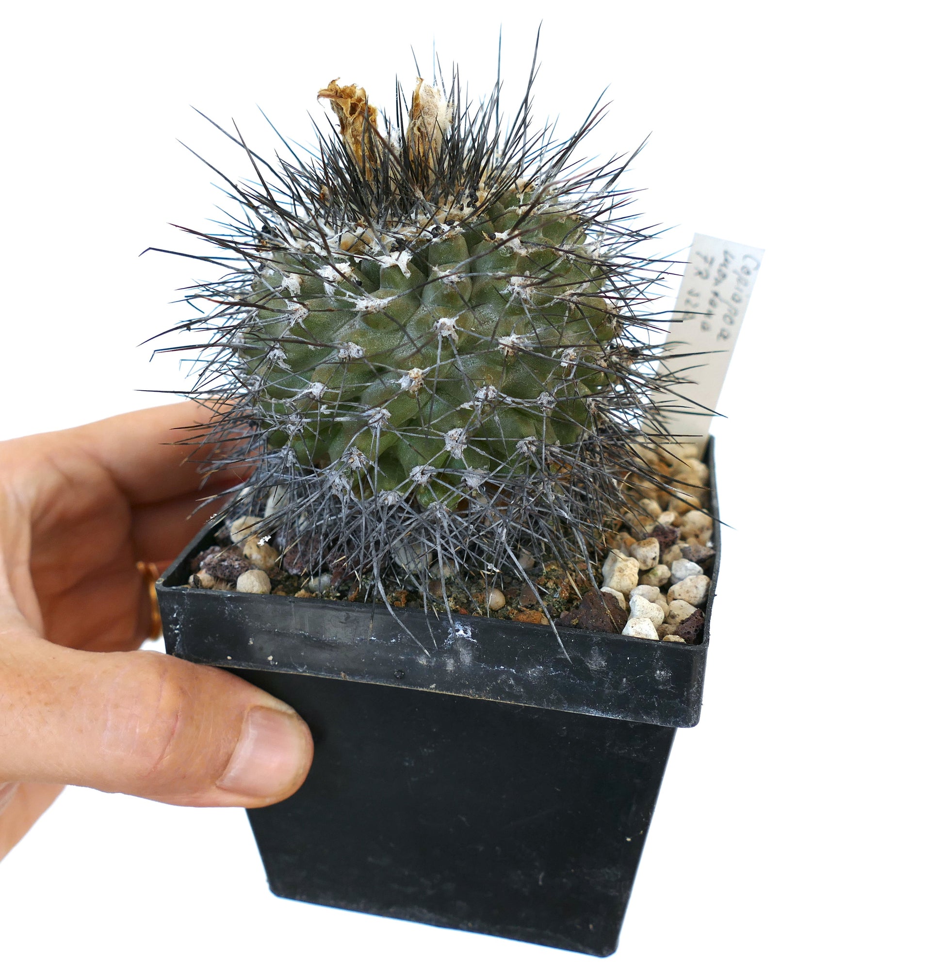 Copiapoa montana small spiny succulent cactus in black plastic pot with label