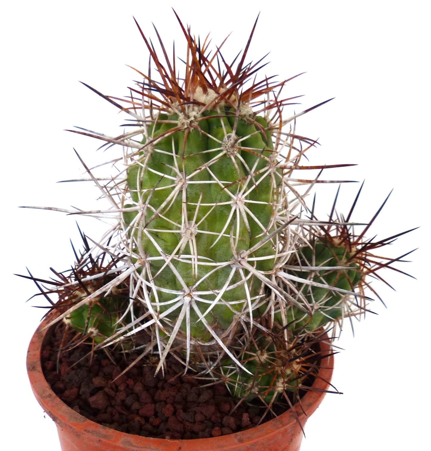 Copiapoa pepiniana rare cactus with dense white and brown spines in terracotta pot