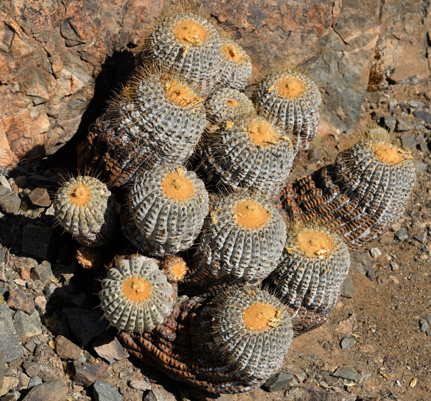 Copiapoa tenebrosa raro cactus succulento con fusti grigi costolati e sommità gialle lanose in terreno roccioso
