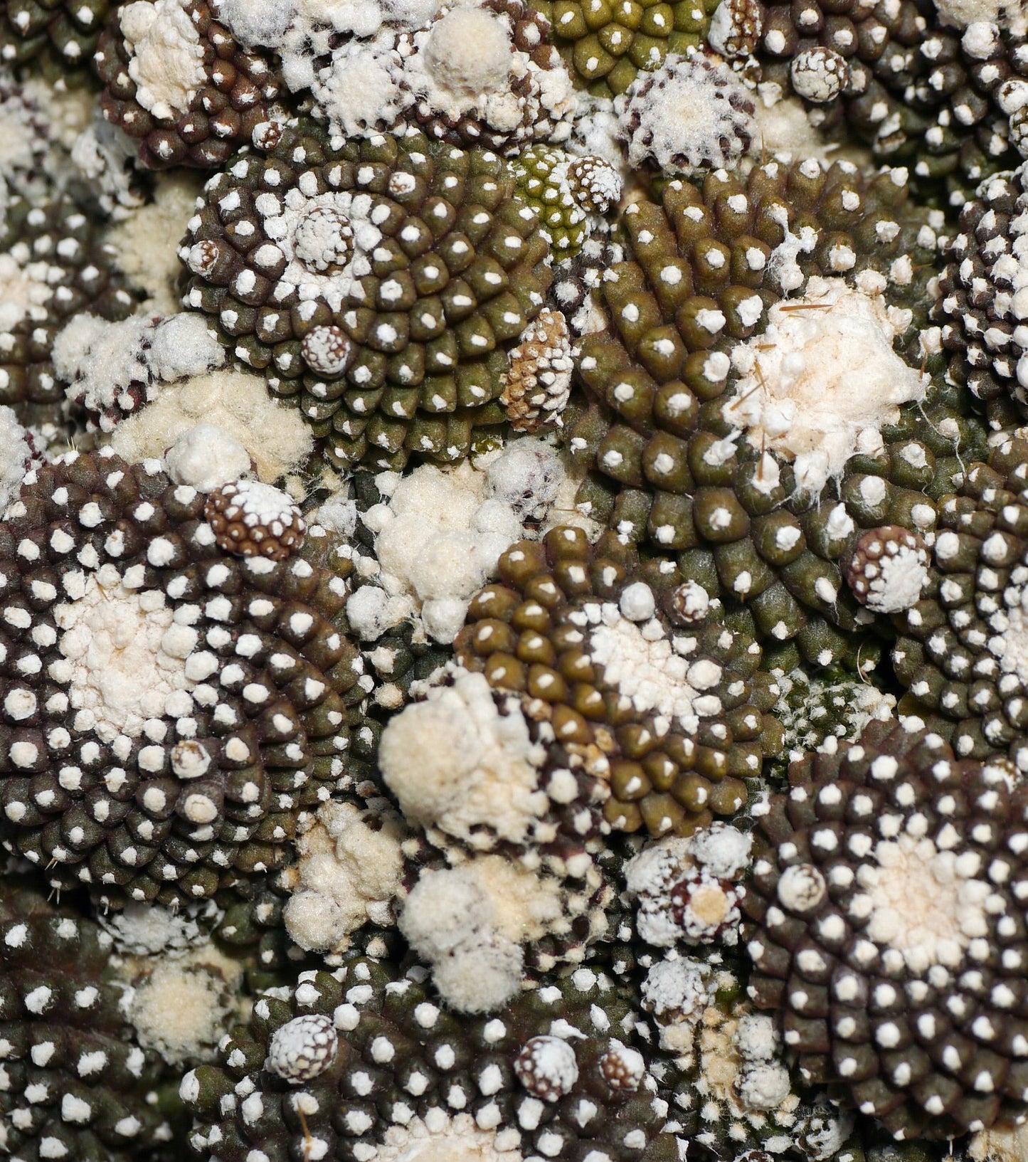 Copiapoa tenuissima raro cactus succulento con areole bianche dense e tubercoli marrone-verdi