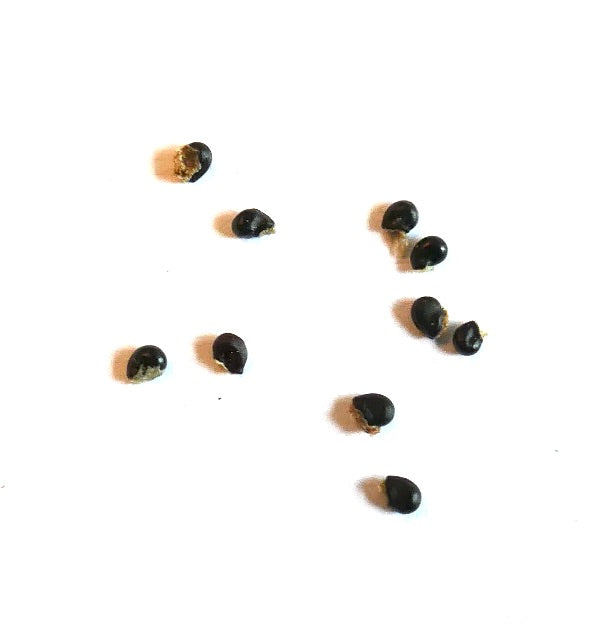 Copiapoa tocopillana cactus seeds scattered on white background