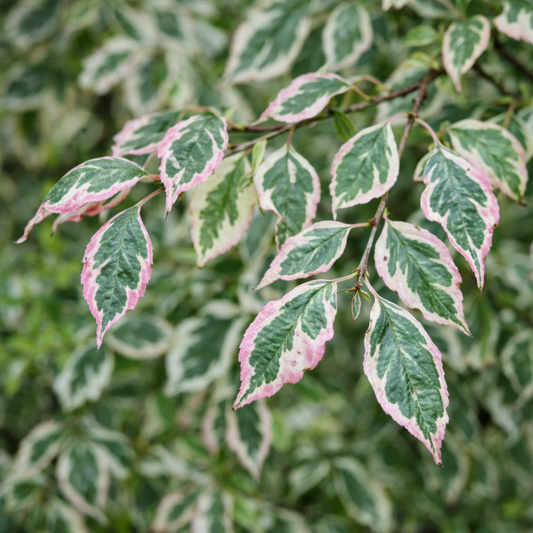 Cornus alternifolia ARGENTEA variegated leaves with green, white, and pink margins on branches