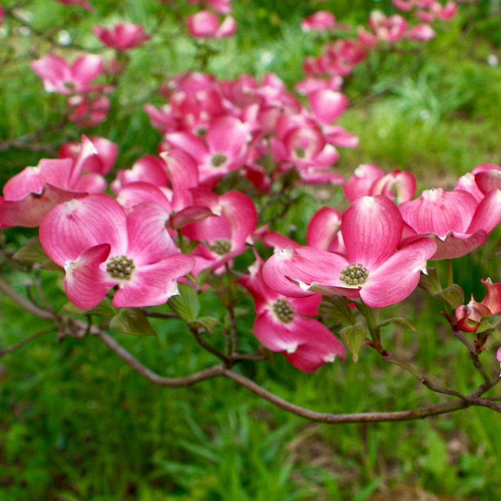 Fioriture di Cornus florida dai vividi fiori rosa su rami sottili