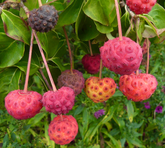 Frutti maturi e in maturazione di Cornus kousa, rossi e gialli, con texture, appesi ai rami