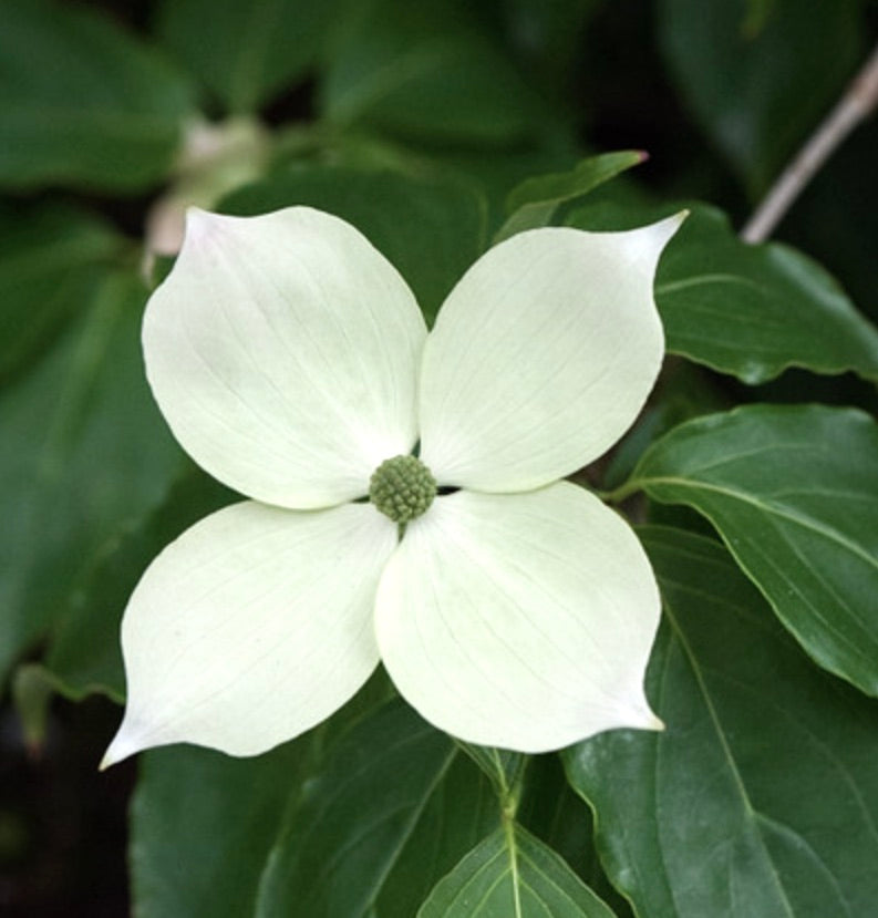 Fiore bianco a quattro petali di Cornus kousa var teutonia con centro verde e foglie verde scuro