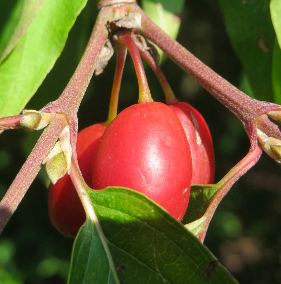 Bacche rosse mature di Cornus mas con foglie verdi e gambi strutturati in primo piano