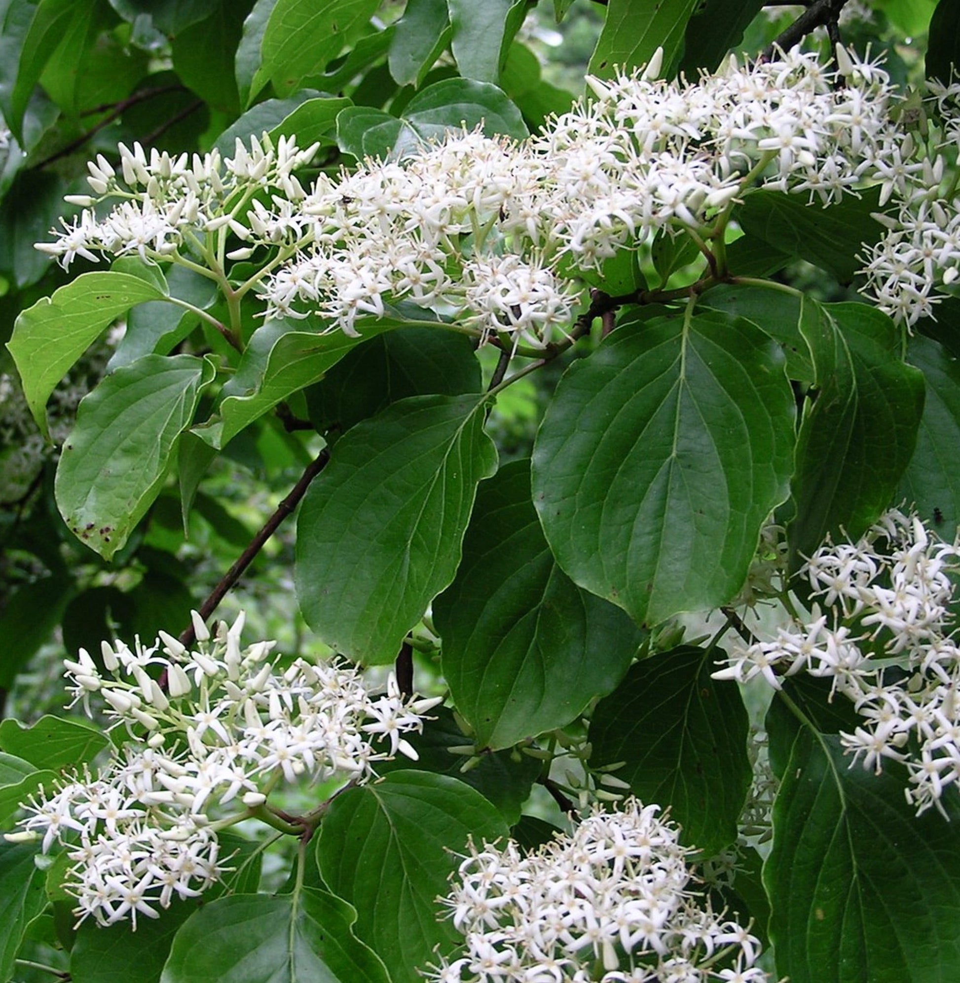 Fiori bianchi a forma di stella di Cornus walteri con foglie ovate verde lussureggianti in grappoli
